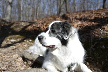 Majestic Canine in Woodland: A noble dog with striking black and white coat rests amidst the dappled light of a sun-drenched forest, exuding an aura of serenity.