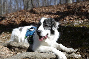 Happy Dog Resting on a Hill: A relaxed dog with striking black and white coat takes a break on a hill covered with leaves, basking in the sun.