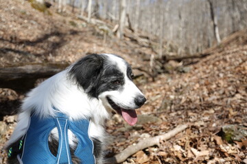 A Canine Explorer: A Border Collie dog, with a leash, sits in a forest environment, and watches his surroundings with the bright sunlight