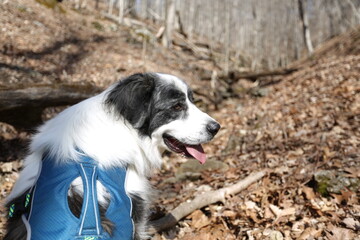 Joyful Journey: A happy dog with a distinctive black and white coat, sporting a vibrant blue harness, gazes peacefully amidst a sun-dappled forest floor scattered with fallen leaves.