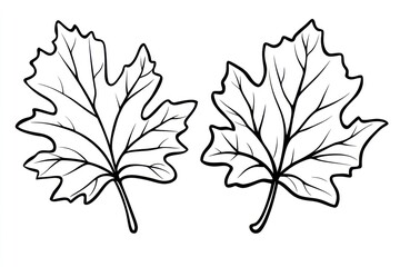 Two maple leaves, line art, white background, autumn design