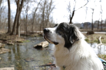 Loyal Companion: A majestic dog with a striking black and white coat, gazes thoughtfully towards a flowing stream in a serene, sun-dappled forest scene.