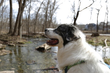 Dog at Riverside: A charming dog gazes peacefully at the riverbank, surrounded by the serene beauty of nature and crisp air of the outdoors.