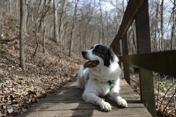   Dog on Wooden Bridge: A loyal canine rests peacefully on a weathered wooden bridge, soaking in the sights and sounds of a serene woodland environment.