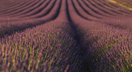 Lavender Fields at Golden Hour