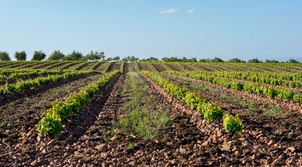 Obraz premium rows of vineyards in the field