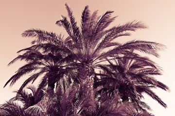 Des palmiers avec effet de lumière chaude orangée et mauve style rétro