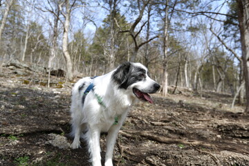 Loyal Companion in the Woods: A medium shot portrays a dog, its fur a mix of white, gray, and black, positioned on a wooded trail, appearing alert and attentive, with a backdrop of trees