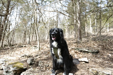 Joyful Forest Companion: A black and white dog sits amidst the trees, exuding joy and a hint of playful curiosity.