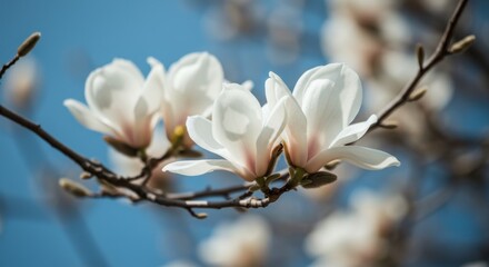 Blooming Magnolias Against a Blue Sky