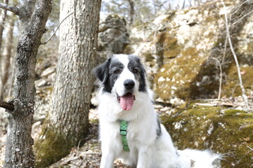 A Canine Explorer: A joyful dog, with distinctive coat, perches on a mossy hillside, framed by tree trunks and weathered rocks.
