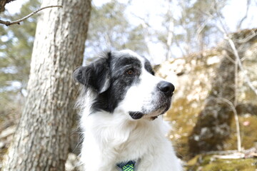 Loyal Companion: A Great Pyrenees dog, with its distinctive black and white markings, sits serenely amidst a natural, rocky backdrop, creating a harmonious blend of pet and outdoor landscapes.