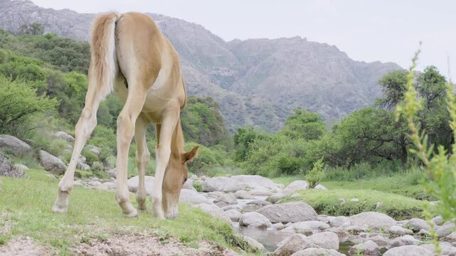 Caballo, portillo marr&oacute;n, pastando en el serr&oacute;, monta&ntilde;as. Naturaleza. Fauna. Paisaje.