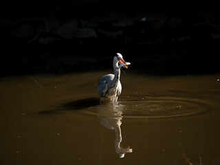 Czapla siwa  © Marcin