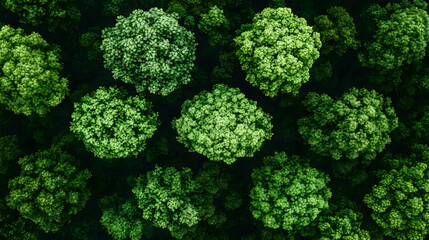 Aerial view of a dense, vibrant green forest canopy displaying rich texture