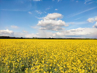 Obraz premium A breathtaking view of a vast canola field in full bloom, stretching under a bright blue sky with white clouds. This serene countryside scene captures the beauty of agriculture and nature.