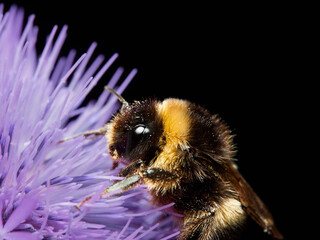 Bombus terrestris - obrazy, fototapety, plakaty
