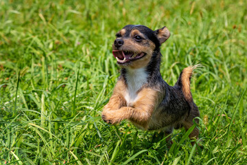 A funny black dog running into the nature
