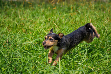 A funny black dog running into the nature
