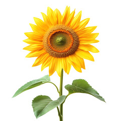 Fototapeta premium Large yellow sunflower with a green stem and leaf on transparent background