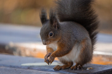 Cute furry squirrel standing on a bench in a park with closed arms just after eating. Content small brown squirrel