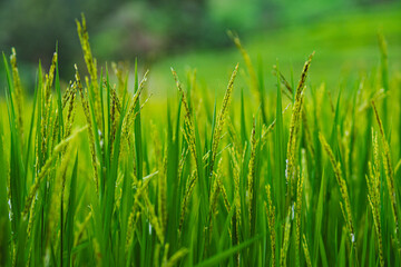 Rice pudding in the field 