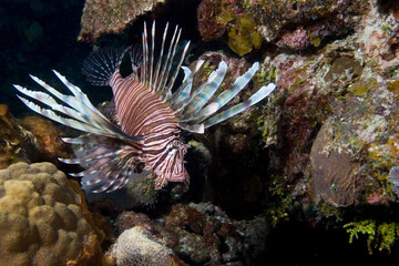 Lionfish underwater in the Bahama islands, an invasive species.