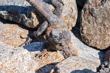 iguana stretched out on rocks and looking into camera