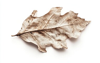 Naklejka premium Dried Leaf on White Background