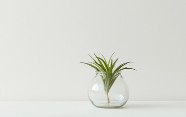 Air Plant in Clear Glass Vase on White Surface