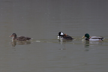 Hooded Mergansers and Mallards