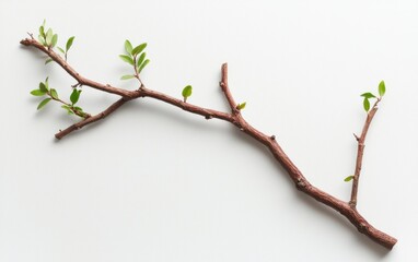 Fototapeta premium Slender Brown Branch with Vibrant Green Leaves on White Background