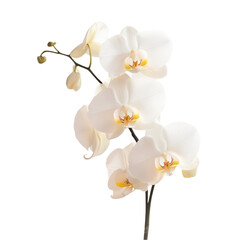 Obraz premium Elegant White Phalaenopsis Orchids Blooming Branch,