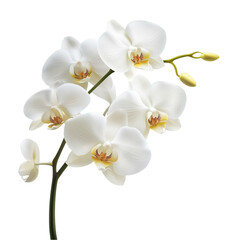 Fototapeta premium Elegant White Phalaenopsis Orchids Blooming Beautifully,