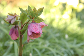 pink flowers in the garden