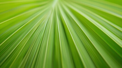 Fototapeta premium Discover the beauty of nature with this closeup of vibrant palm leaves showcasing intricate lines and textures.