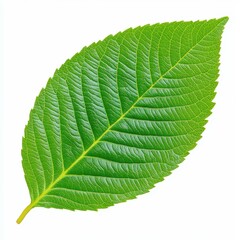 Fototapeta premium A vibrant green leaf stands out against a clean white backdrop, showcasing natures beauty in a minimalist style.