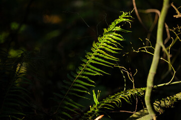 Close-up of a fern illuminated by sunlight, highlighting its vibrant green leaves and intricate structure against a dark forest background