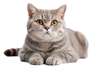 Obraz premium british cat isolated on white