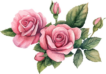 bouquet of pink roses