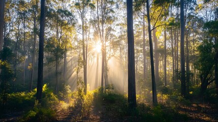 Obraz premium Professional Usage of Stunning Australian Backlit Forest Image
