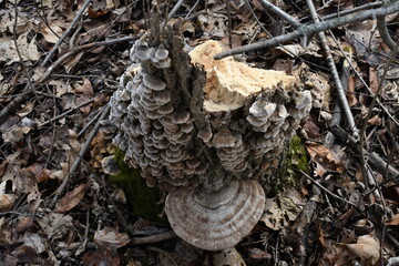 mushroom on dead tree 