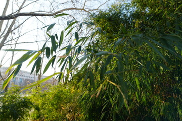 background with bamboo leaves in the park 