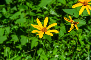 Plants in the forest