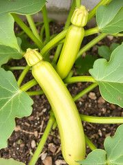 Fototapeta premium Zucchini plant leaves displaying signs of wilting due to drought and water scarcity