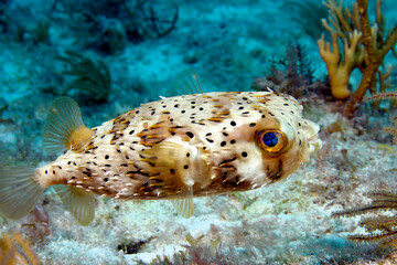 Closeup of a Balloonfish underwater in the FloridaKeys, Diodon holocanthus © Tsado