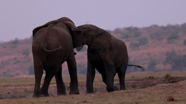 Two African elephants fighting and kicking up dust in the savanah