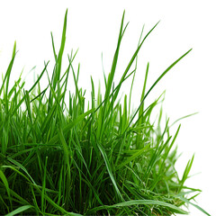 Obraz premium Vibrant Green Grass Blades Nature Texture lawn leaf park isolated on transparent background