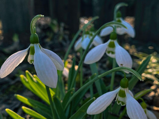 winter snowdrops under the rays of the sun.delicate