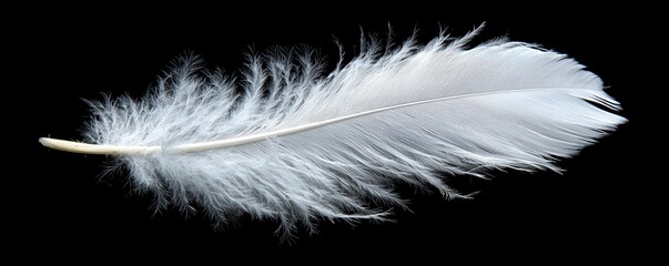 Obraz premium A solitary feather, pristine white, gracefully descends against an endless expanse of black Each delicate barb shimmers in the subtle light, tracing a dance of gravity and air The image captures the